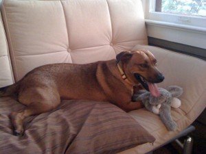 IMG_0634 Nola, relaxing after her adoption 9/09