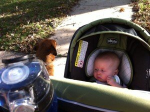 Fall walks with Nola dog